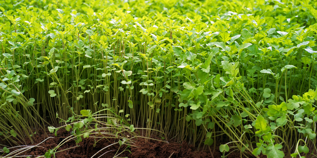 Green Manure